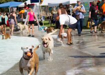 Dogs running at dog event
